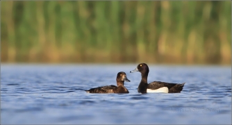 <p>Polák chocholačka (Aythya fuligula) –--- /Tufted duck – Reiherente/</p>